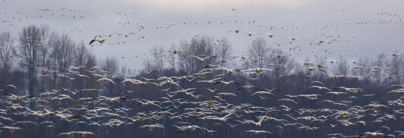 Snow Geese In Flight